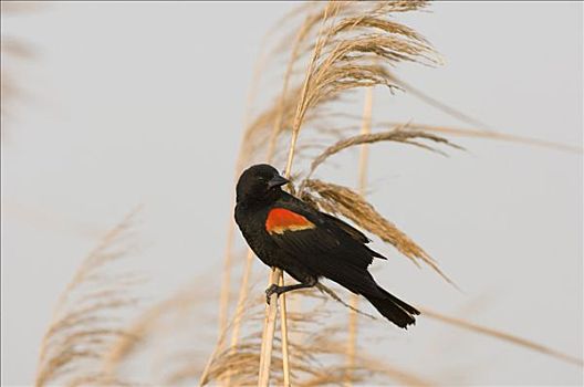 特写,红翅黑鹂,栖息,小麦