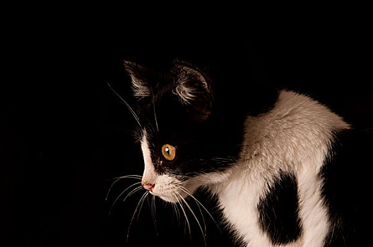 猫,隔绝,黑色背景