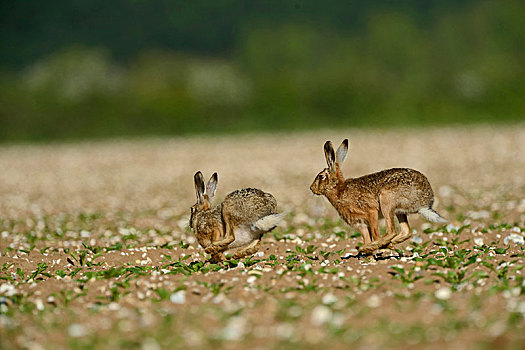 欧洲,野兔,公鹿,追逐,母鹿,诺福克,英格兰,英国