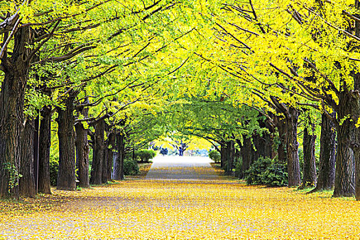 黄色,秋色,树,小树林,银杏