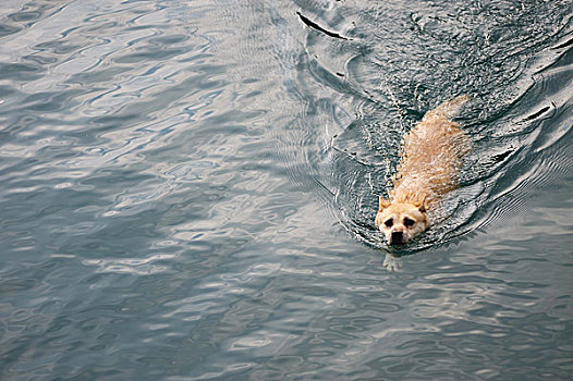 狗,游泳,河