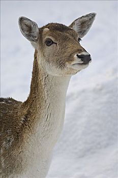 赤鹿,魁北克,加拿大