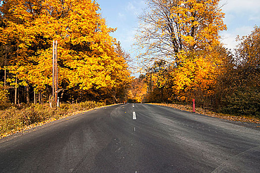 道路,秋日树林