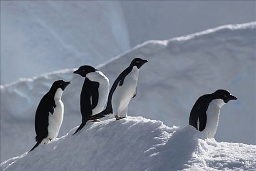 阿德利企鹅,群,冰山,南极半岛,南极