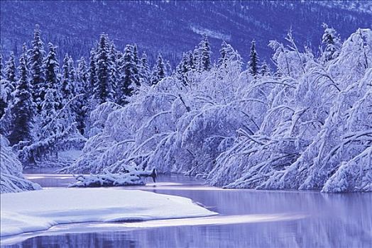 景色,积雪,桤木,阿拉斯加,冬天