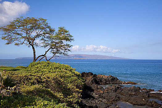 树,海岸,莫洛基尼岛,卡胡拉威,海滩,毛伊岛,夏威夷,美国
