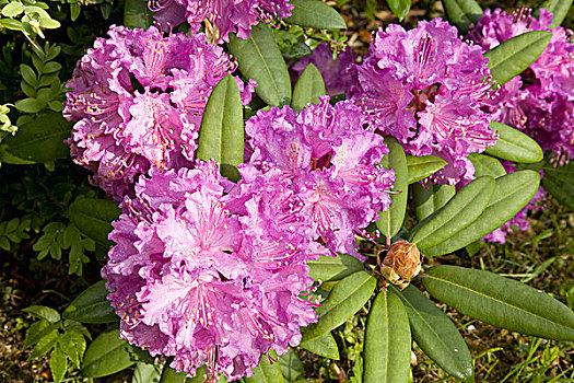 紫色,盛开,杜鹃花属植物,萨克森,德国,欧洲