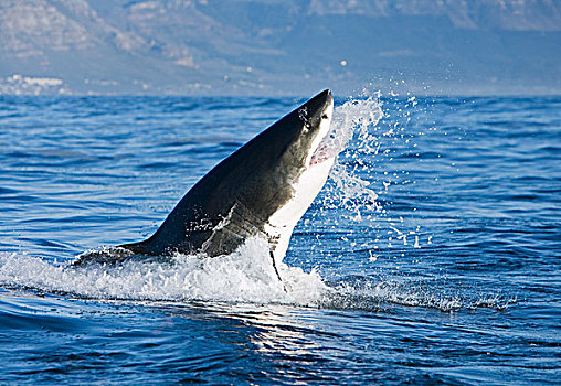 大白鲨,沙鲨属,跳跃,海豹岛,福尔斯湾,南非