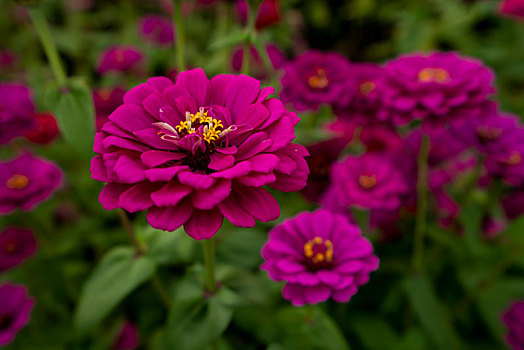 百日菊,硫华菊－花海