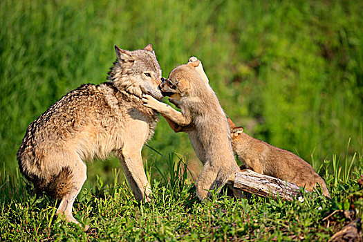 狼,幼兽,请求,母兽,食物,交际,动作,明尼苏达,美国,北美
