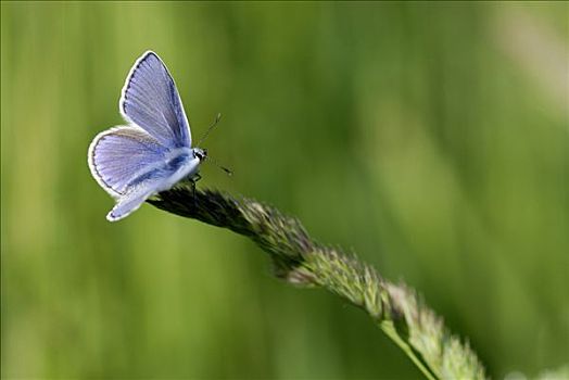 蝴蝶,灰蝶科,栖息,巴伐利亚,德国,欧洲