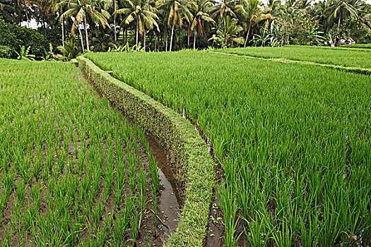 种稻,稻田,印度尼西亚,巴厘岛