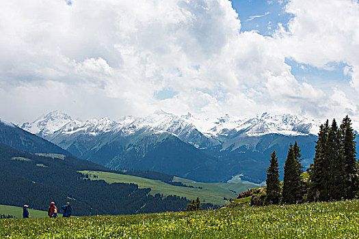 雪山森林草场