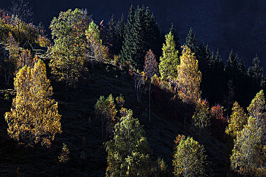 秋日树林,树,巴特辛德朗,巴伐利亚,德国,欧洲