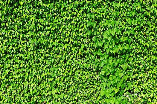 绿色,常春藤,植物,墙壁