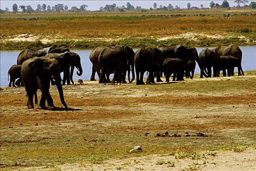 非洲象,水潭,万基国家公园,津巴布韦