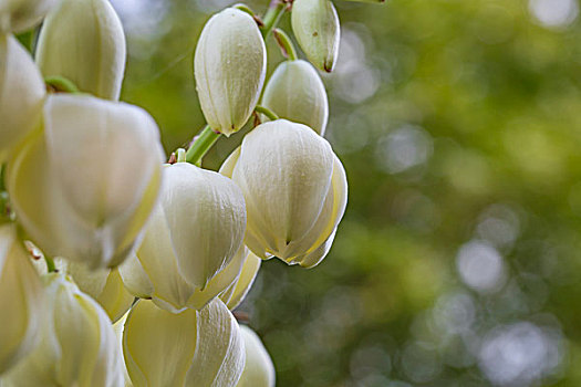 美丽的植物凤尾丝兰