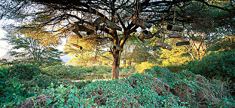 刺槐,坦桑尼亚,非洲