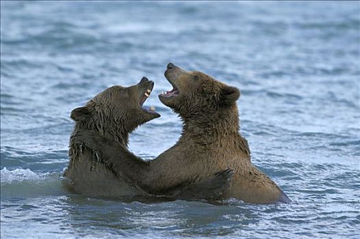 阿拉斯加,棕熊,年轻,熊,打闹,水