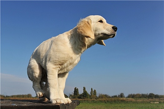 小狗,金毛猎犬