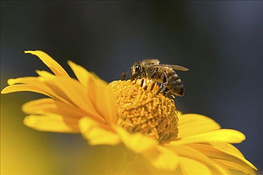 蜜蜂,摄取,花