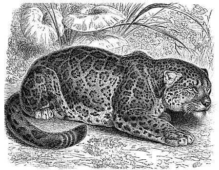 历史,美洲虎,美洲豹,19世纪