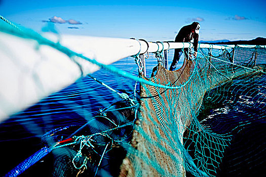渔民,网,三文鱼,农场,挪威人,海洋