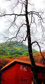 广西全州千年古刹湘山寺,古寺古树风雨相伴