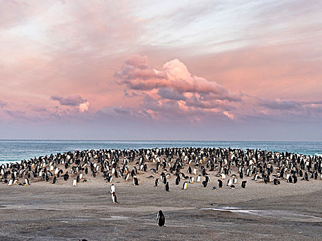 巴布亚企鹅,福克兰群岛,栖息地,大幅,尺寸