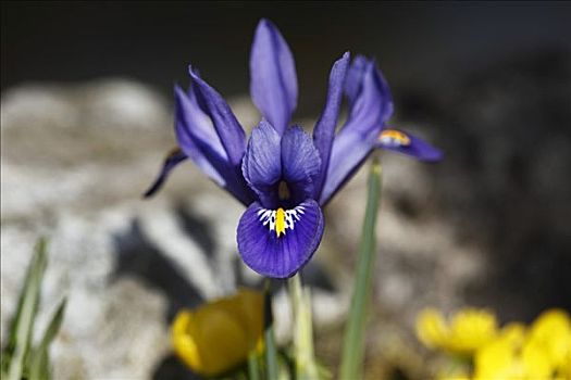 矮小,鸢尾,春花