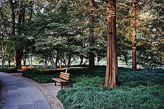树,公园长椅,杭州,中国