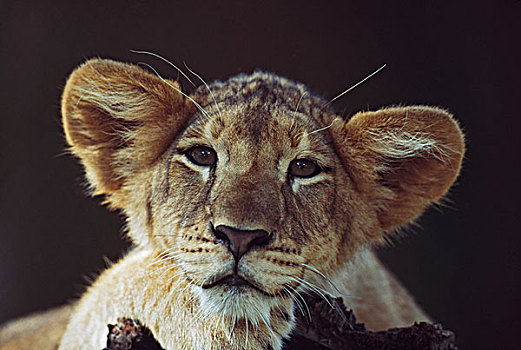 幼狮,卧,枝头,非洲