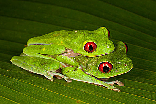 红眼树蛙,一对,交配,哥斯达黎加