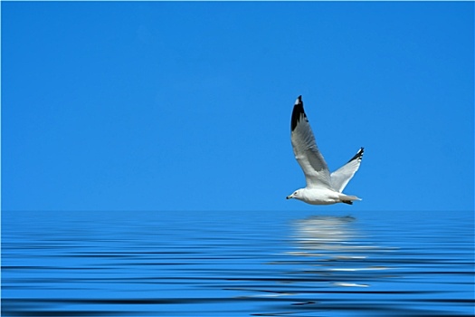 海鸥,飞,鲜明,蓝天
