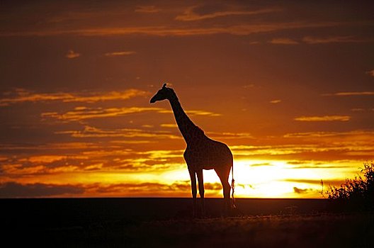 马赛长颈鹿,日落,肯尼亚,侧面