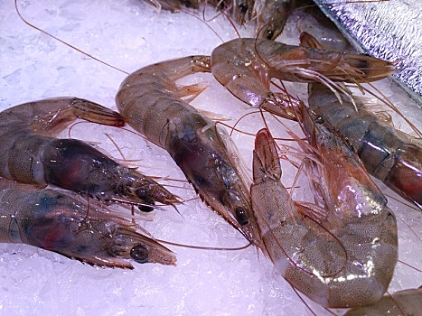 虾,蟹,龙虾,海产品,生猛海鲜
