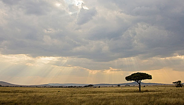非洲,坦桑尼亚,浩大,朴素,塞伦盖蒂国家公园
