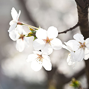 樱花,花