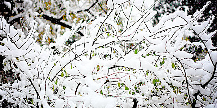 被雪覆盖的树枝