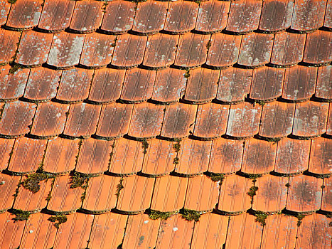 红色,瓷砖,屋顶,藻类,铜绿锈