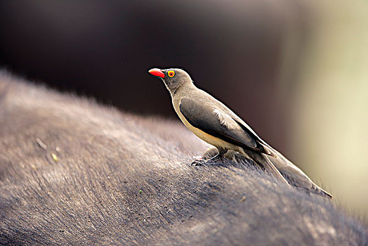 红嘴牛椋鸟,成年,坐,主人,动物,共生现象,克鲁格国家公园,南非,非洲