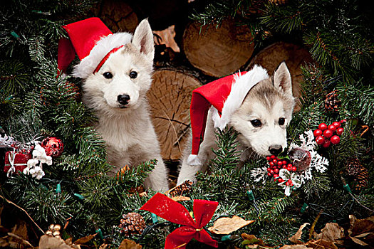 西伯利亚,哈士奇犬,小狗,戴着,圣诞帽,坐,室内,圣诞花环,户外,阿拉斯加,秋天