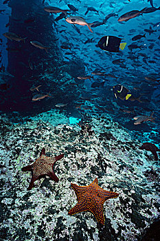 海湾,星,一对,国王,刺蝶鱼,鱼群,加拉帕戈斯群岛,厄瓜多尔