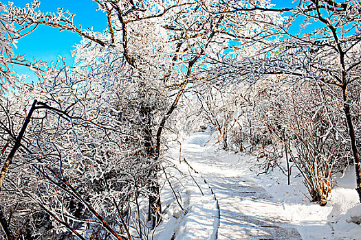 黄山,雪景,树林,冰桂,松树,蓝天,小路