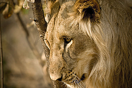 赞比亚,思考,看,幼兽,雄性,狮子
