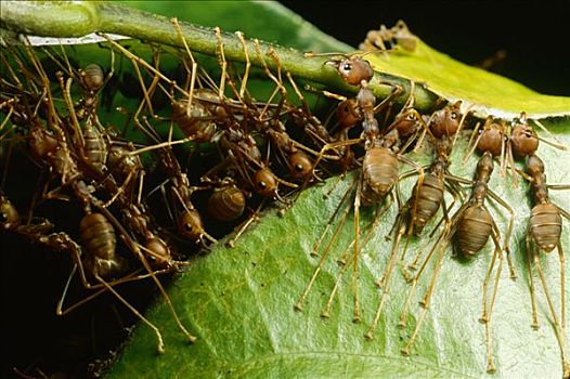 蚂蚁,群,抓,靠近,叶子,茎,下颚,脚趾,拉拽,一起,马来西亚