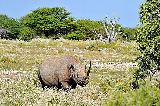 纳米比亚,埃托沙国家公园,黑犀牛