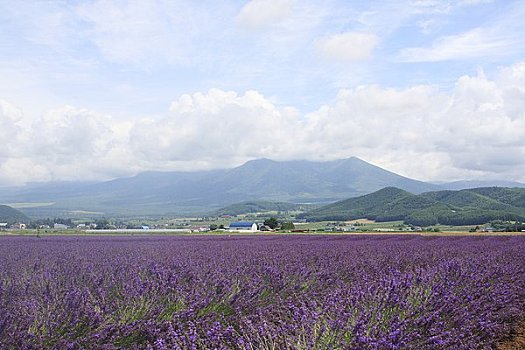 薰衣草,十胜岳山