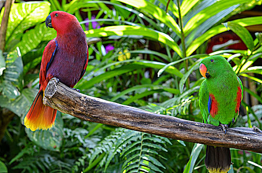 特写,红色,绿色,鹦鹉,栖息,树上,枝条,巴厘岛