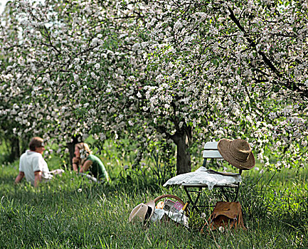 年轻,情侣,椅子,花,苹果树